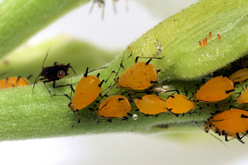 File:Sa aphid colony highres.jpg