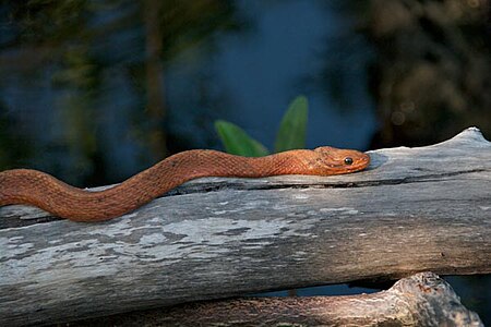 Nerodia clarkii