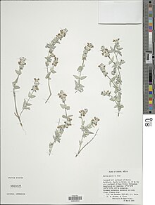 Salvia parryi.jpg