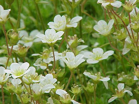 Saxifraga decipiens