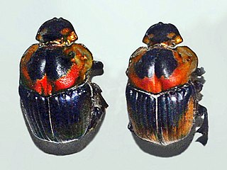 <i>Sulcophanaeus</i> Genus of beetles