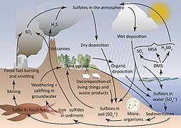 Sulfur cycle