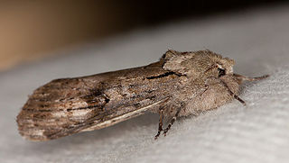 <i>Schizura</i> Genus of moths