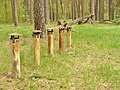 Schmoeckwitzer Wald - Nichtrauchergebiet! (Schmoeckwitz Wood - Non-Smoking Area!) - geo.hlipp.de - 35749.jpg