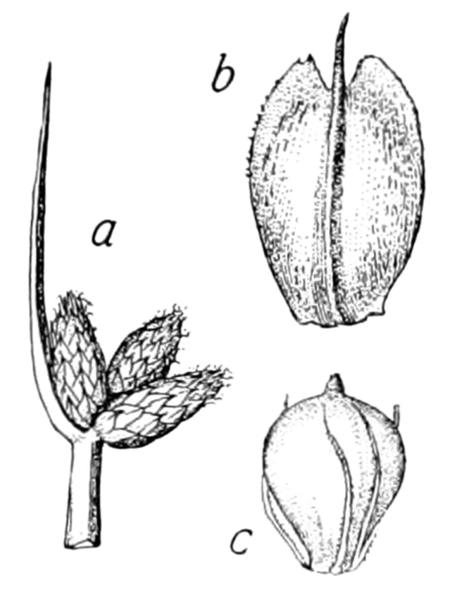 Tập_tin:Schoenoplectus_americanus_(as_Scirpus_americanus)_FOC-20.png