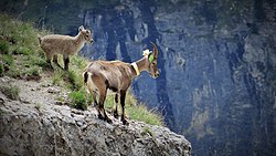 Scientific monitoring of ibex in Vanoise National Park, France (4).jpg