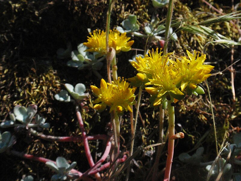 File:Sedum 03 (5859589907).jpg