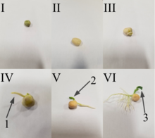 Step 1: Water imbibition, the uptake of water, results in rupture of seed coat. Step 2: The imbibition of the seed coat results in emergence of the radicle (1) and the plumule (2); the cotyledons are unfolded (3).
Step 3: This marks the final step in the germination of the seed, where the cotyledons are expanded, which are the true leaves. Note: Temperature must be kept at an optimum level. Seed Germination.png