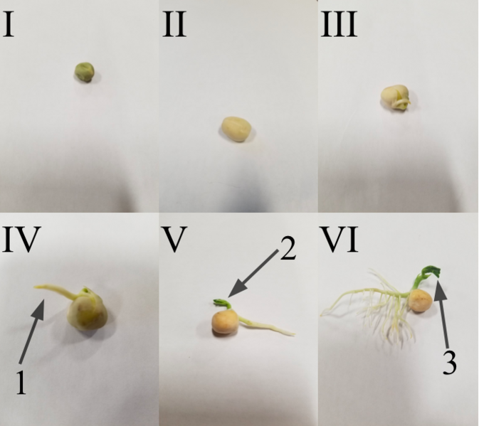 File:Seed Germination.png