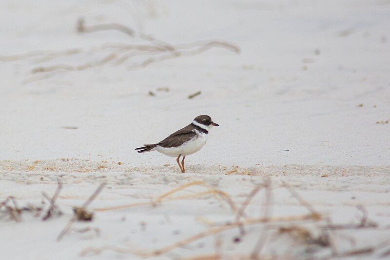 File:Semipalmated plover (37867234081).jpg