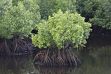 Mangrove vegetation Semporna Sabah Mangroves-between-Kg-Bubul-and-Kg-Air-Sri-Jaya-01.jpg