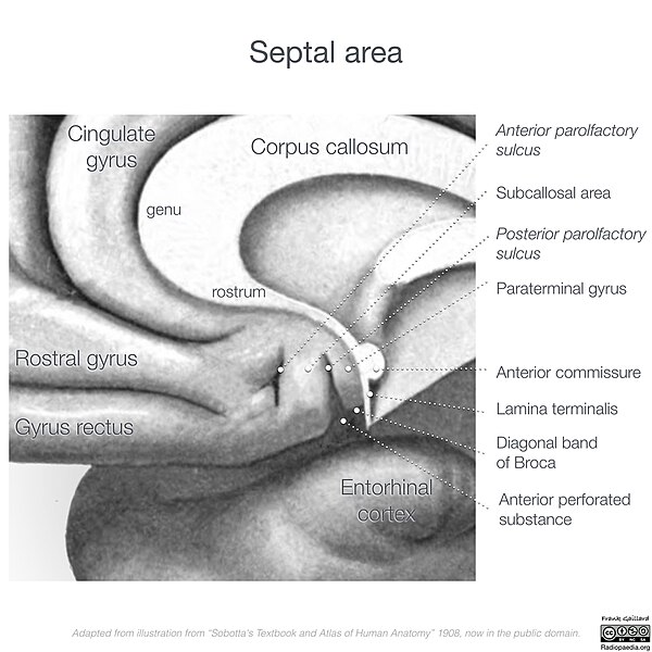 Fichier:Septal area below the corpus callosum.jpg