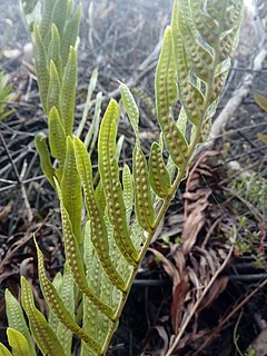 <i>Serpocaulon sessilifolium</i> Species of fern