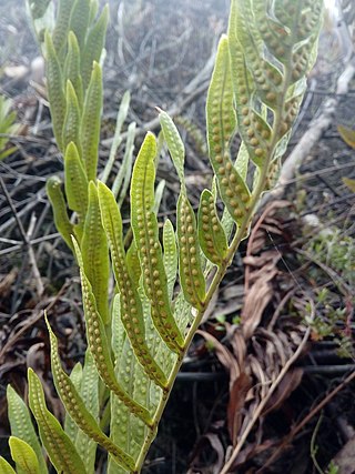 <i>Serpocaulon sessilifolium</i> Species of fern