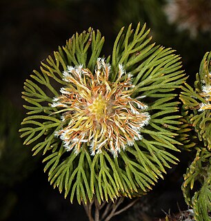 <i>Serruria villosa</i> Species of flowering plant