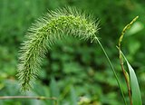 Setaria faberi