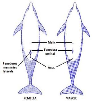 Cetacea: Evolución y taxonomía, Morfoloxía, Fisioloxía