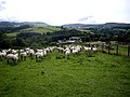 Sheep at Gigrin Farm, Rhayader - geograph.org.uk - 508915.jpg
