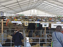 Sheep pens at the Royal Highland Show. Sheep are kept here for display and rest between classes. Sheep pens, Royal Highland Show - geograph.org.uk - 477013.jpg