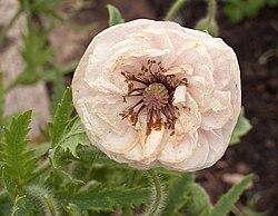 Shirley Poppy Wikipedia