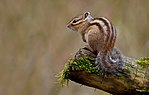 Siberian Chipmunk (Tamias sibiricus), Parc du Rouge-Cloître, Forêt de Soignes, Brussels (26040359560).jpg