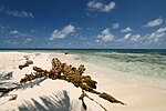 Thumbnail for Gladden Spit and Silk Cayes Marine Reserve