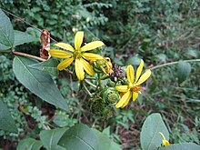 סילפיום asteriscus.jpg