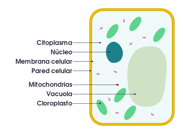 File:Simple diagram of plant cell (es).svg - Wikimedia Commons