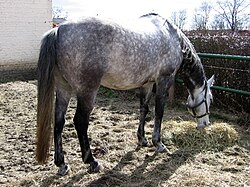 Arabiskt halvblod (arabisk fullblod × Oldenburg)