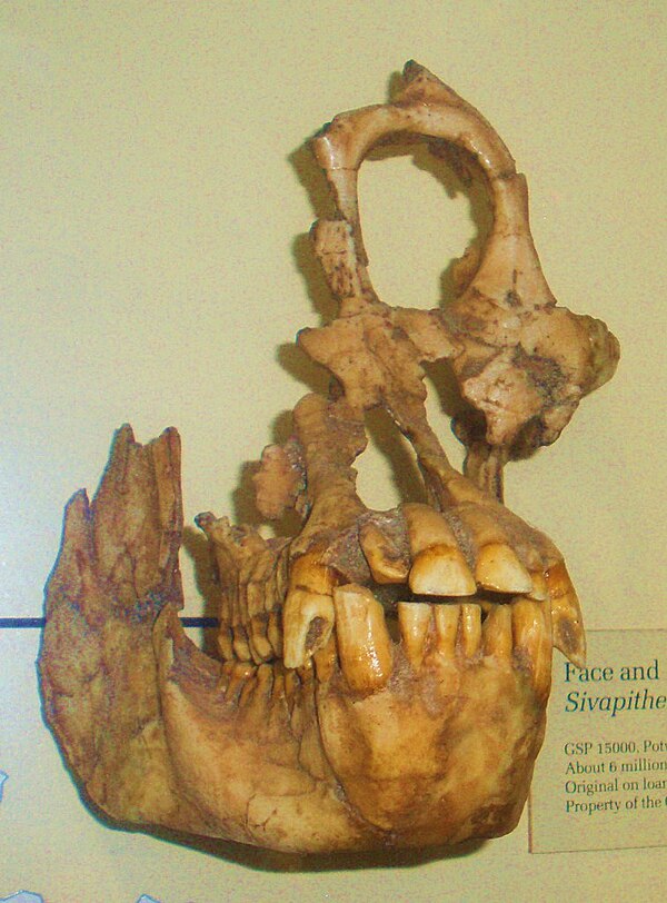 Fossil skull of Sivapithecus sivalensis, an extinct relative of orangutan