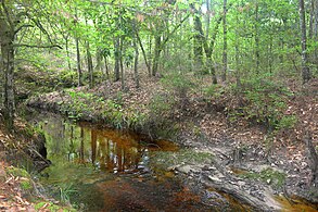 A blackwater stream, Big Thicket National Preserve, Polk Co. Texas (23 Mar 2020)