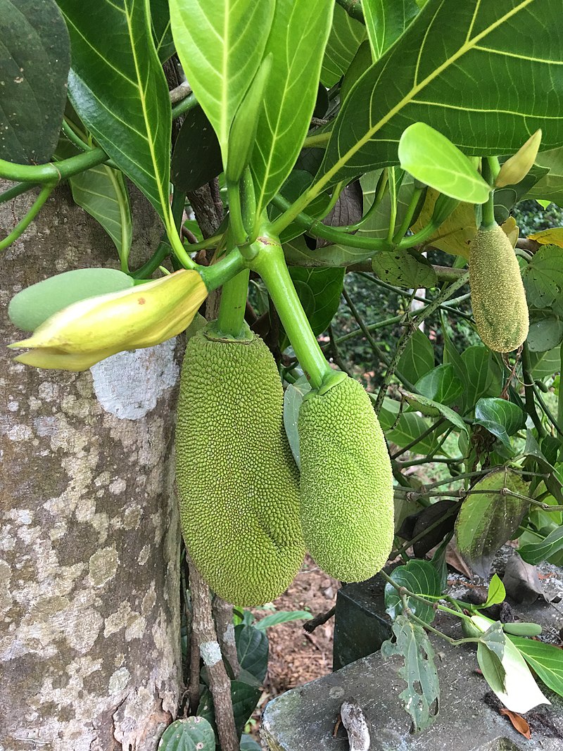 File:Poki poki from jackfruit.jpg - Wikimedia Commons