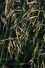 Smooth Brome Grass Bromus inermis 6359.jpg
