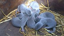 Smooth-coated otter young at Wingham Wildlife Park, England Smooth Coated Otter Babies at WWP.jpg