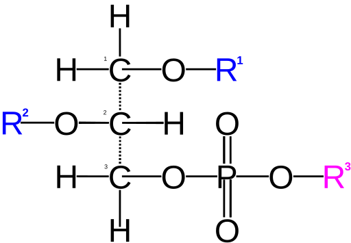 File:Sn-Phosphoglycerides.svg