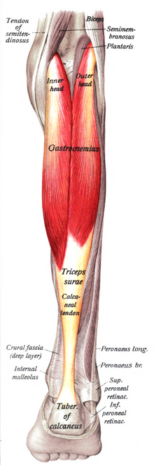 Sobo 1909 303 - Gastrocnemius muscle.png