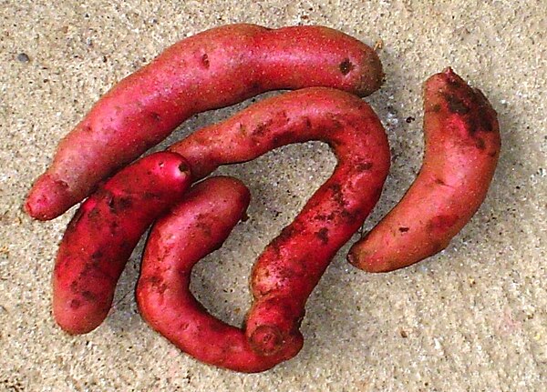 A variety of S. tuberosum tuberosum, the Chilean potato