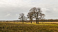 * Nomination Solitary oak (Quercus robur) in an impressive landscape. Location, nature Delleboersterheide - Cats Poele, in the Netherlands. --Famberhorst 16:21, 7 March 2016 (UTC) * Promotion  Support QI, and I agree, the landscape is impressive. Dmitry Ivanov 19:06, 7 March 2016 (UTC).