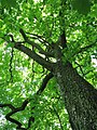 Sorbus torminalis Trunk and canopy.jpg