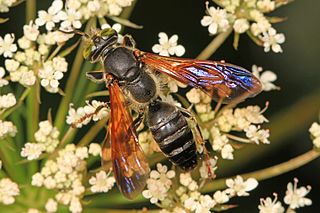 <i>Tachytes guatemalensis</i> Species of wasp