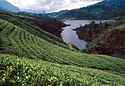 Tea plantation ((SRI LANKA))