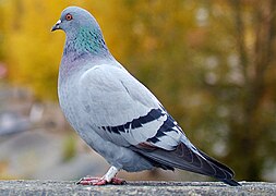 Szirti galamb (Columba livia)