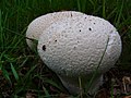 Lycoperdon utriforme