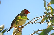 At Wyndham, Western Australia Star Finch (Neochmia ruficauda subclarescens) Wyndham WA.jpg