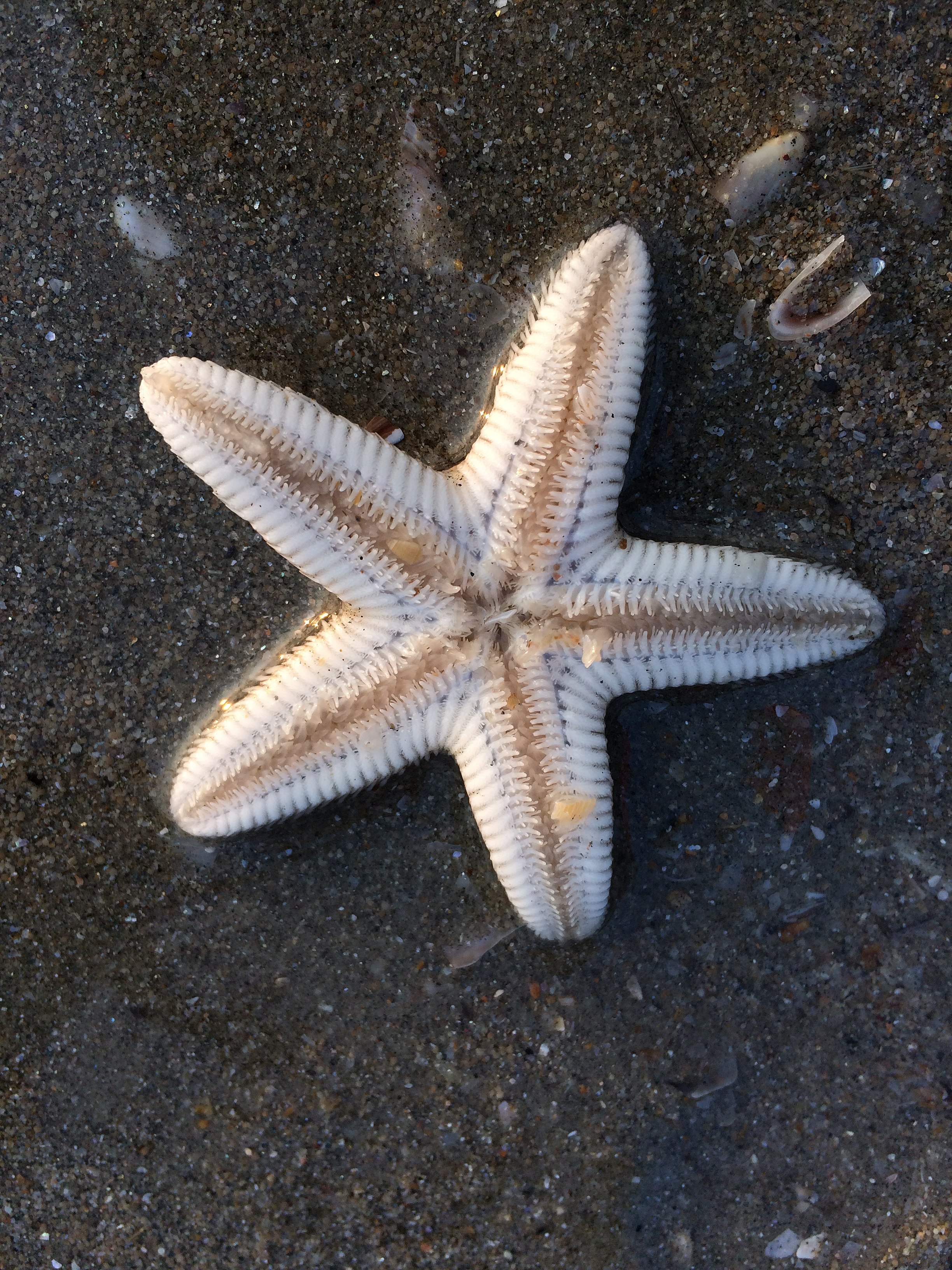 File:Star Fish at Montana de Oro.JPG - Wikipedia