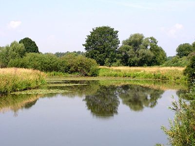 Bras mort de la Vistule dans les environs de Brzeszcze.