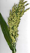 Starr 040505-9002 Sorghum bicolor.jpg