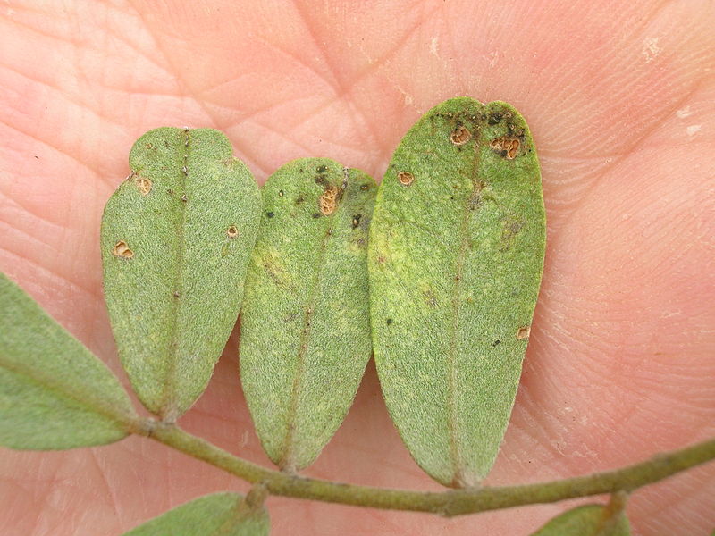 File:Starr 050831-4291 Sophora chrysophylla.jpg