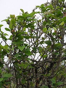 Старр 060325- 6755 Zanthoxylum kauaense.jpg 