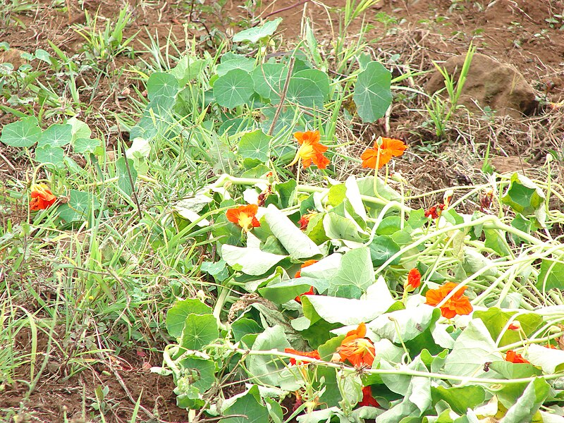 File:Starr 070308-5309 Tropaeolum majus.jpg